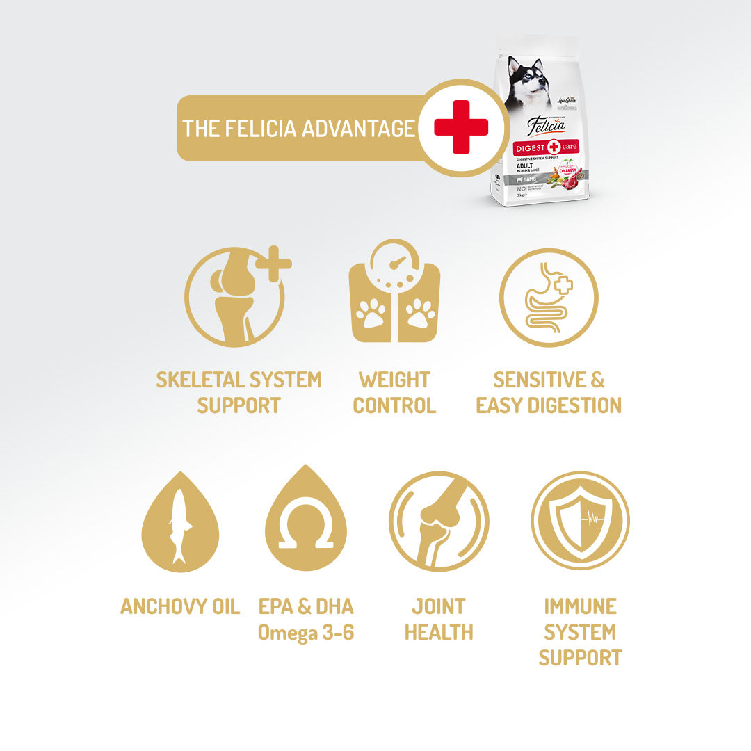 Felicia Hrană hipoalergenică pentru câini adulți cu miel și colagen 3 kg